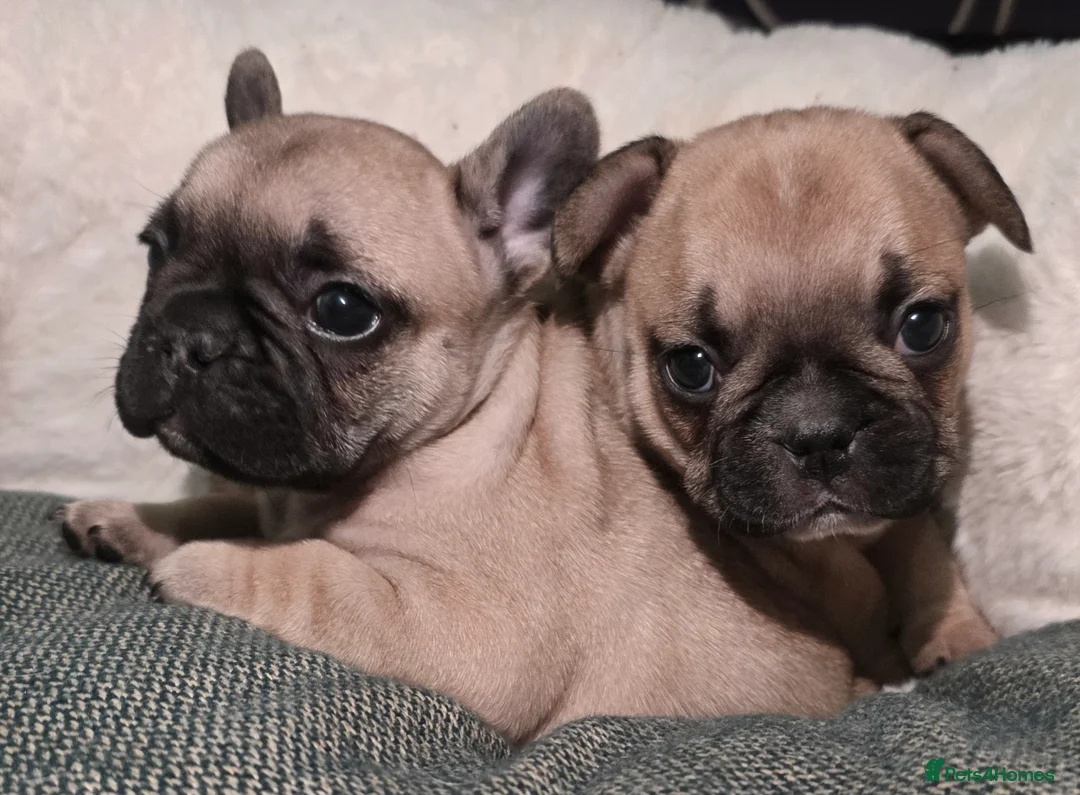 French Bulldog dogs for sale: Beautiful French bulldog  - Advert 7
