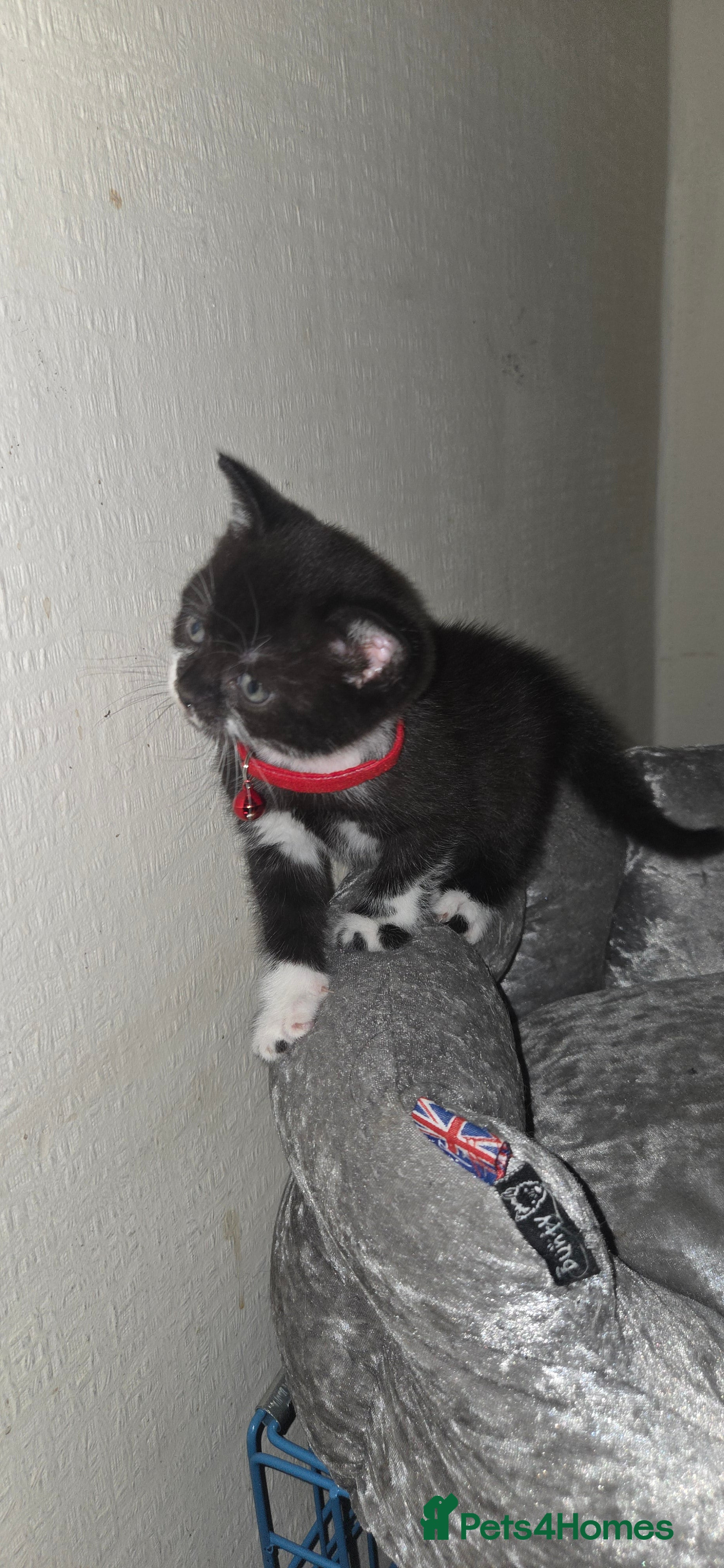 British Shorthair cats British Short Hair Tuxedo - Advert 8