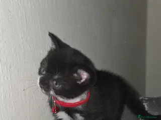 British Shorthair cats British Short Hair Tuxedo - Advert 8