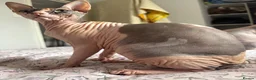 Sphynx cats for sale: Mrsss - Advert 4