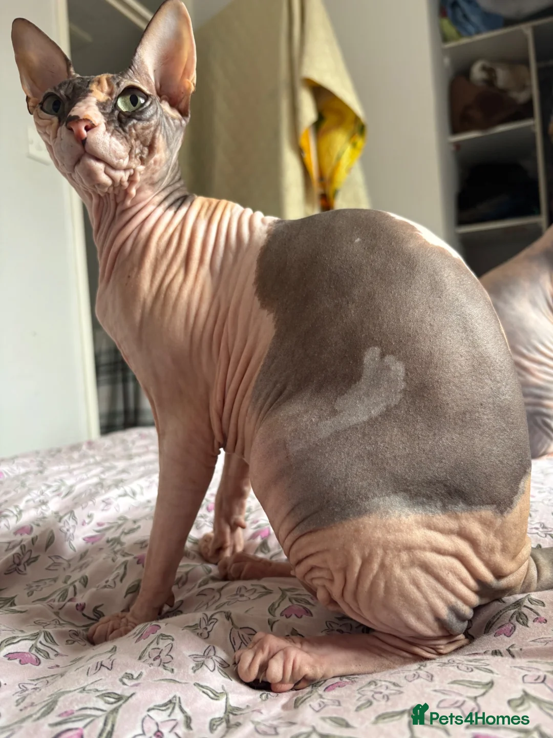 Sphynx cats for sale: Mrsss - Advert 4