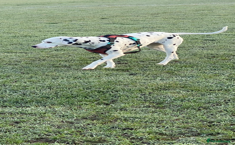 Dalmatian dogs - Advert 1