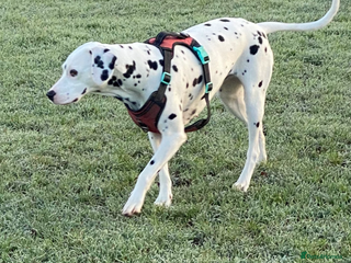 Dalmatian dogs - Advert 1