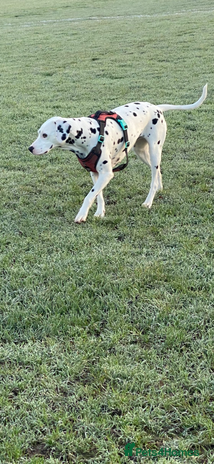 Dalmatian dogs - Advert 1