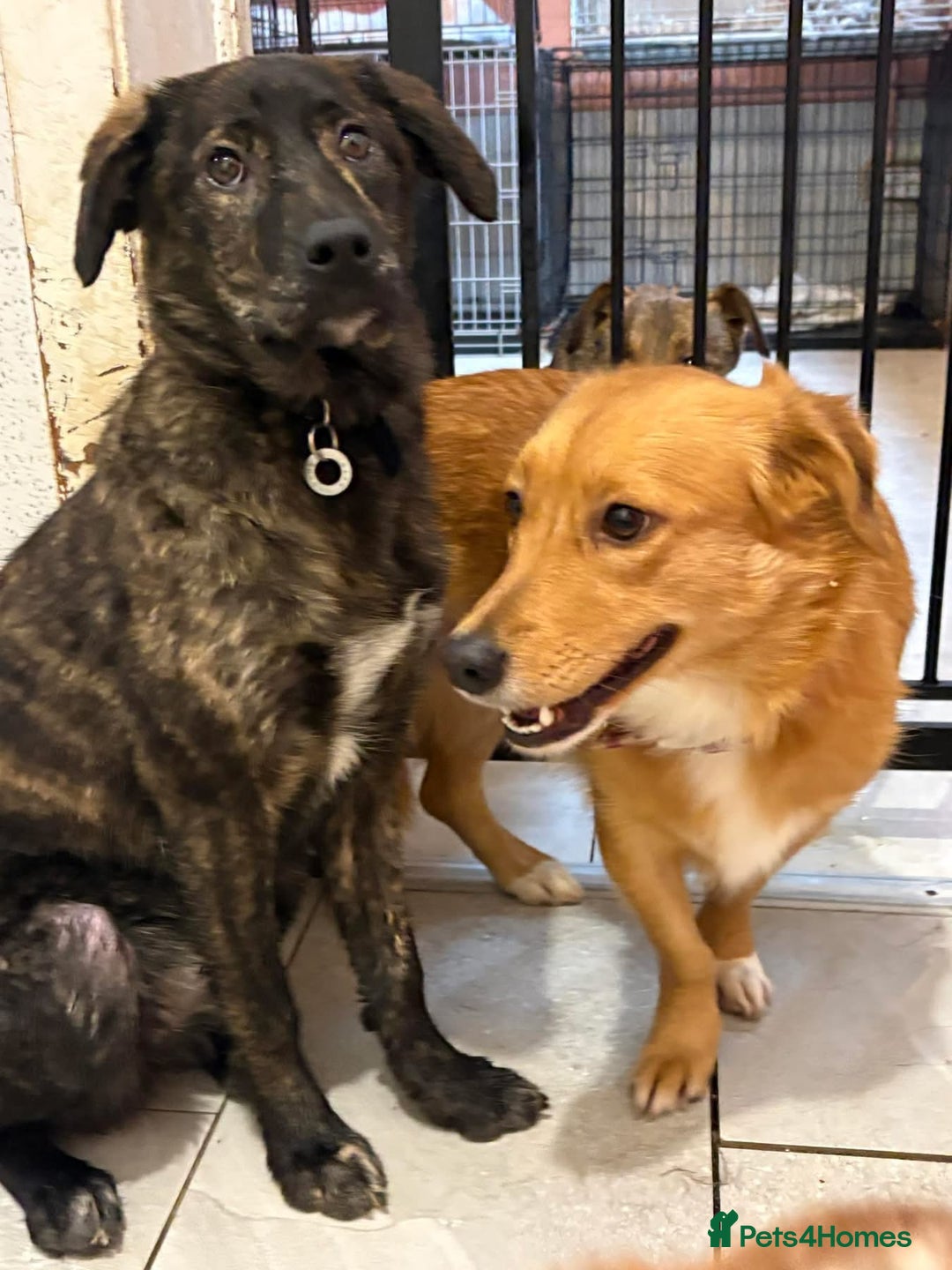 Mixed Breed dogs for adoption: Rose - Norwich Norfolk  - Advert 11