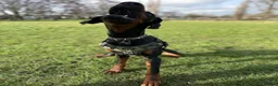 Dobermann dogs for sale: Doberman boy - Advert 3