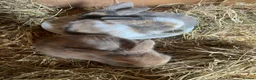 Mini Lop rabbits for sale: Gorgeous pure breed Mini Lops in Saffron Walden - Advert 1