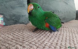 Parrots birds for sale: Eclectus parrot  - Image 1