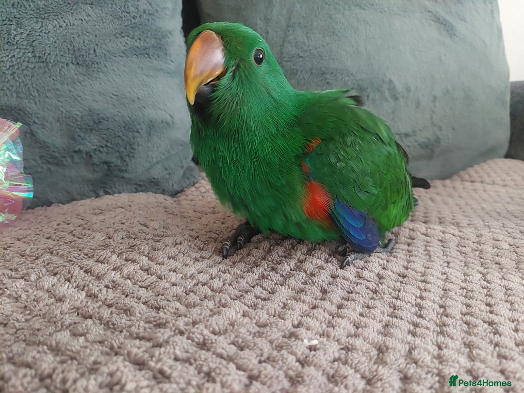 Parrots birds for sale: Eclectus parrot  - Image 1