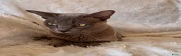 Burmese cats for sale: Beautiful Blue Burmese Girl - Advert 4
