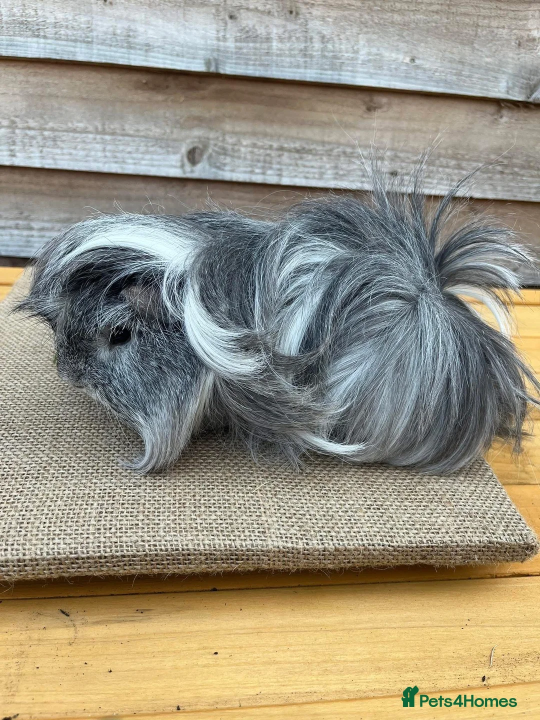 Guinea Pig rodents for sale: Purebred Peruvian Boars - Advert 3
