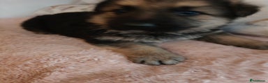 German Shepherd Puppy 1