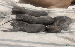 French Bulldog dogs for sale: Frenchbulldog puppies for sale - Image 4