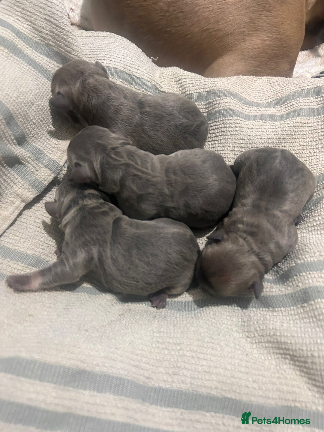 French Bulldog dogs for sale: Frenchbulldog puppies for sale - Image 4