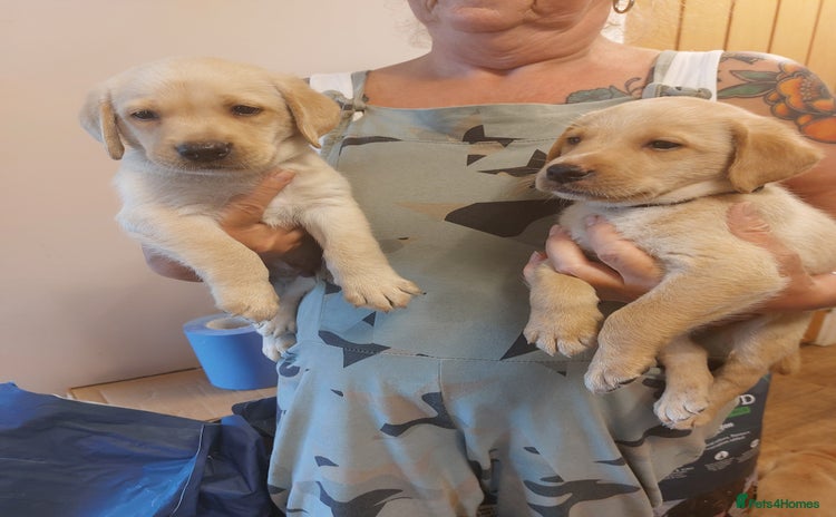Labrador Retriever dogs - Advert 4