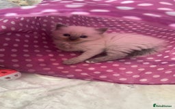 Ragdoll cats for sale: Blue colourpoint Ragdolls  - Image 7