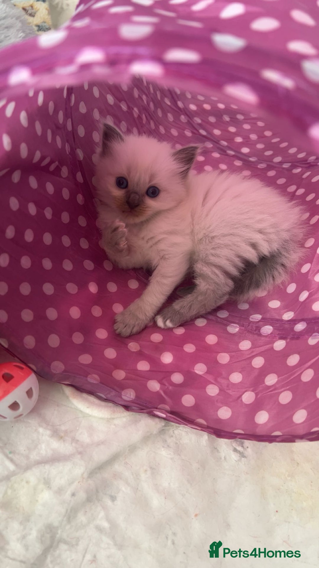 Ragdoll cats for sale: Blue colourpoint Ragdolls  - Image 7