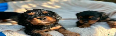Cavalier King Charles Spaniel 1