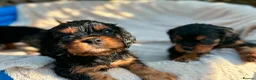 Cavalier King Charles Spaniel dogs for sale:  cavalier king charles spaniels  - Advert 5