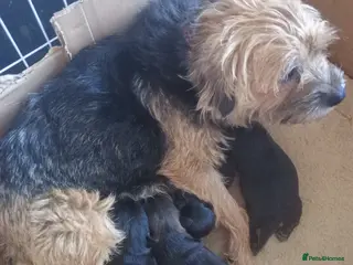 Border Terrier dogs Border Terrier puppies for sale - Advert 1