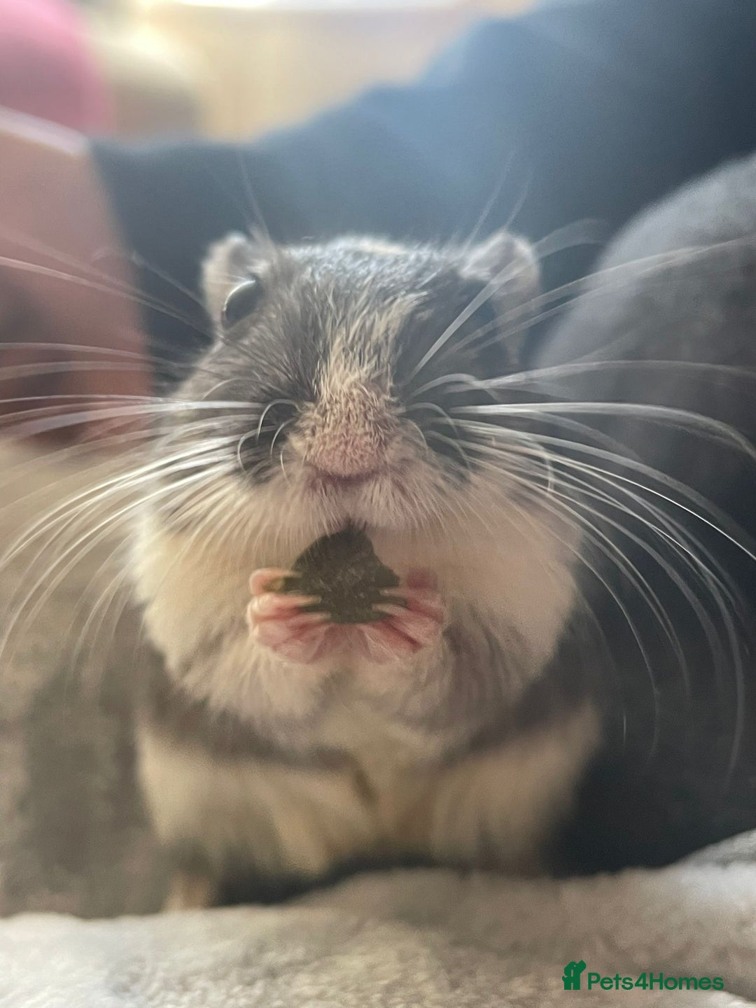 Gerbil rodents for sale: 2 friendly gerbils  - Advert 2