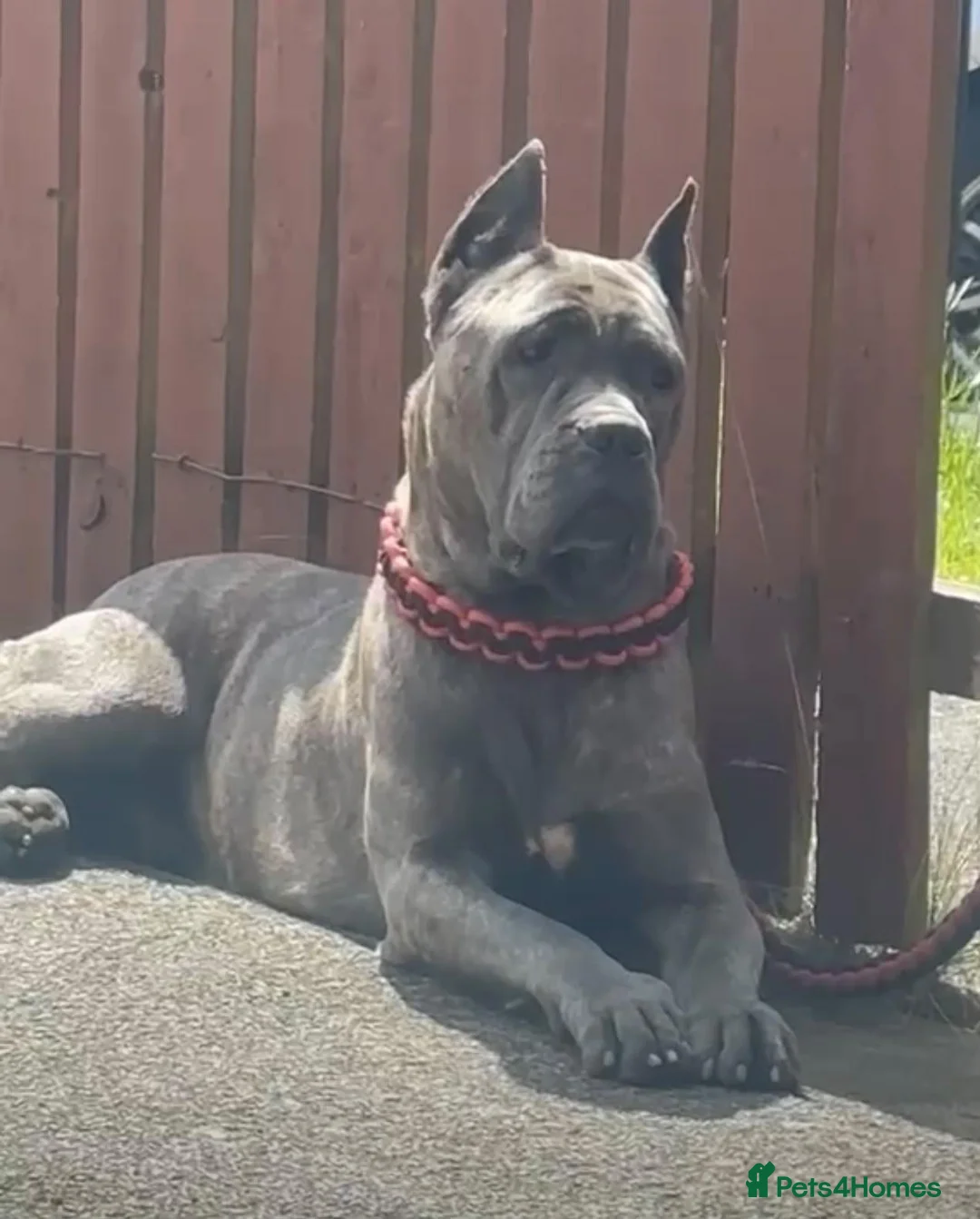 Cane Corso dogs for sale: Pure Cane Corso Female For Sale  - Advert 2