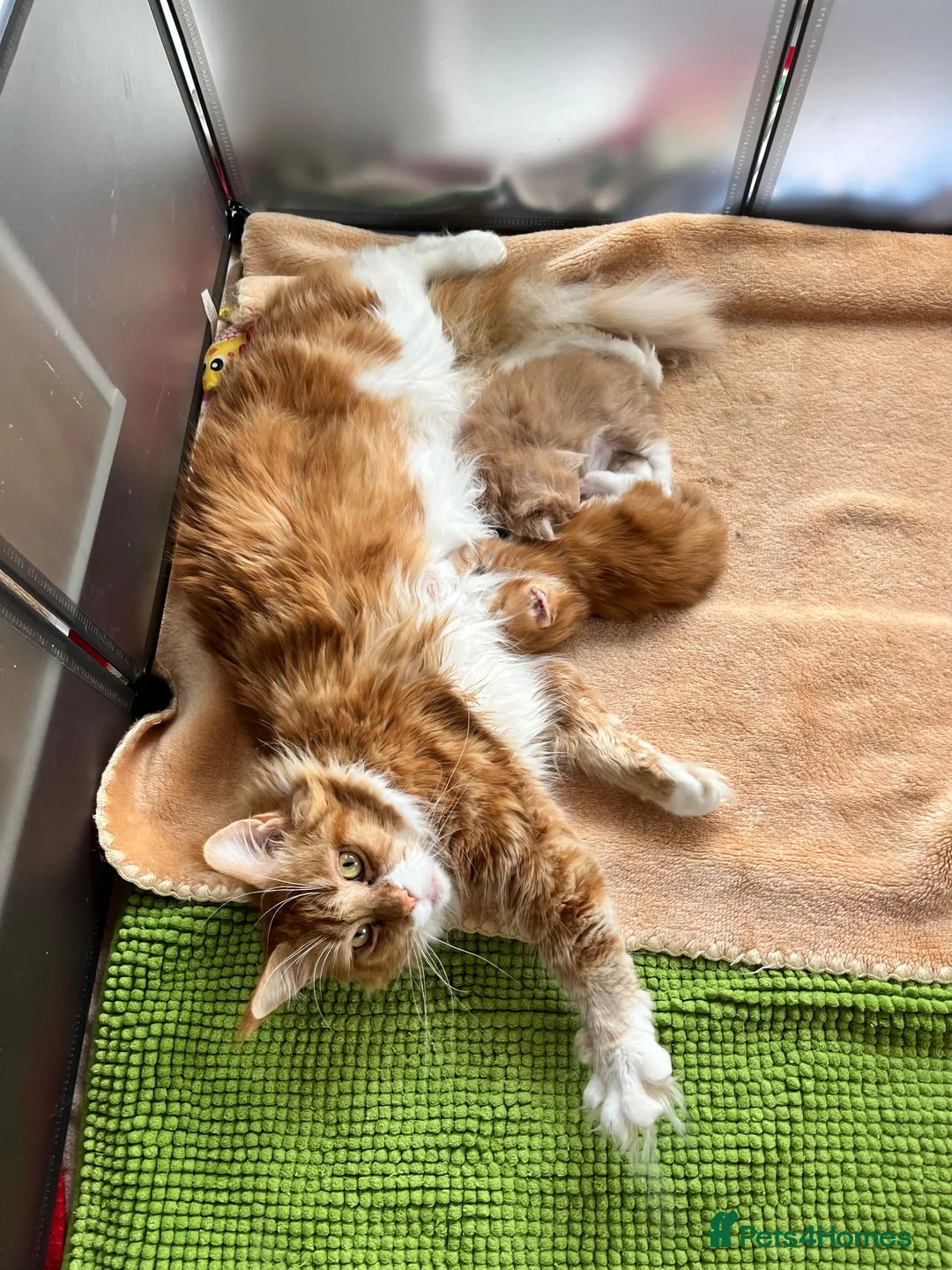Maine Coon cats for sale: Adorable Maine coon kittens  - Advert 2