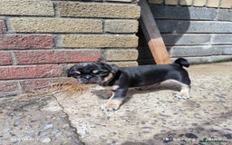 Pug dogs for sale: 2 KC Pug puppies available from a litter of 3. - Image 11