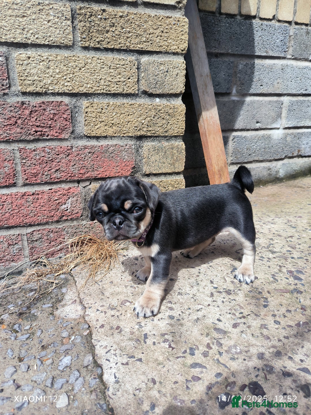 Pug dogs for sale: 2 KC Pug puppies available from a litter of 3. - Image 11