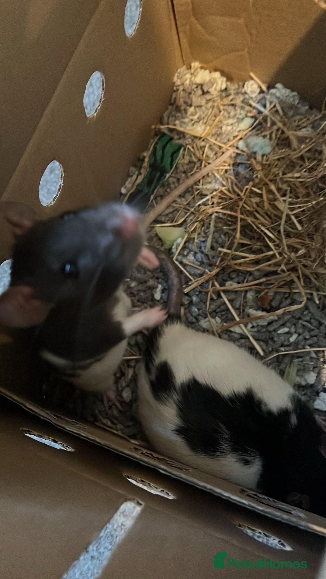 Rat rodents for sale: 2 rat girls for sale - Image 3