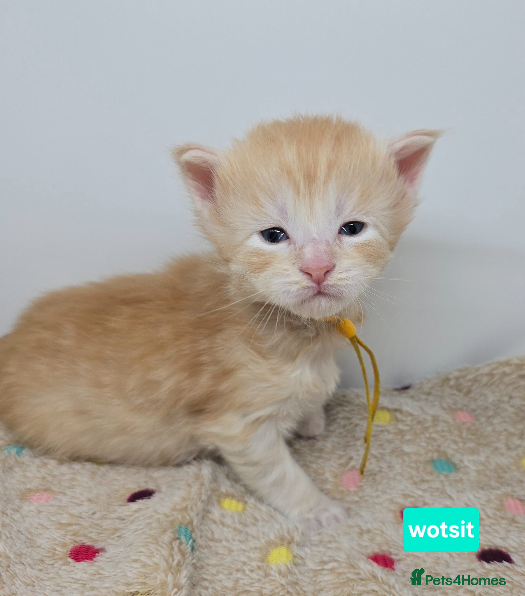 Maine Coon cats Amazing Large Red & Cream Silver Boys Maine Coons - Advert 5