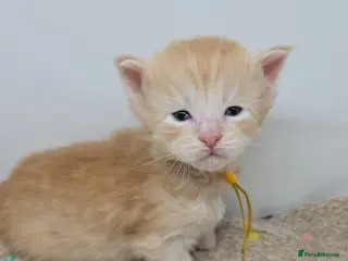 Maine Coon cats Amazing Large Red & Cream Silver Boys Maine Coons - Advert 5