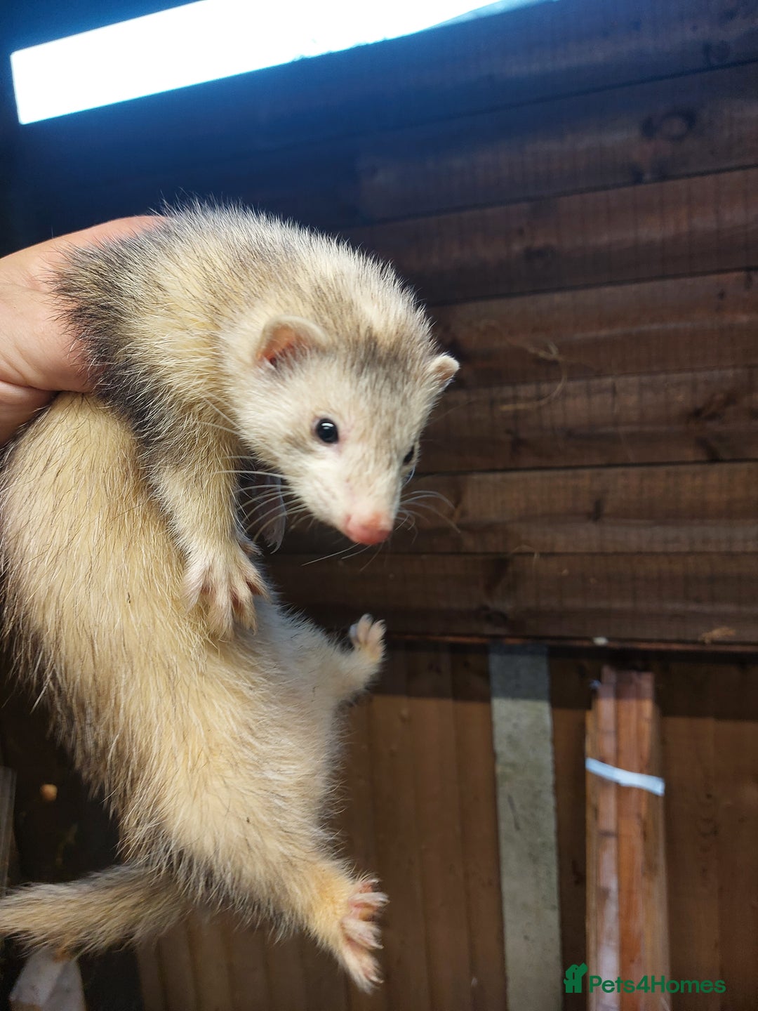 Ferret rodents for sale: Ferrets for sale - Image 3