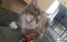Maine Coon cats for sale: Tica Pedigree Blue Tortoishell Female Maine Coon  - Image 3