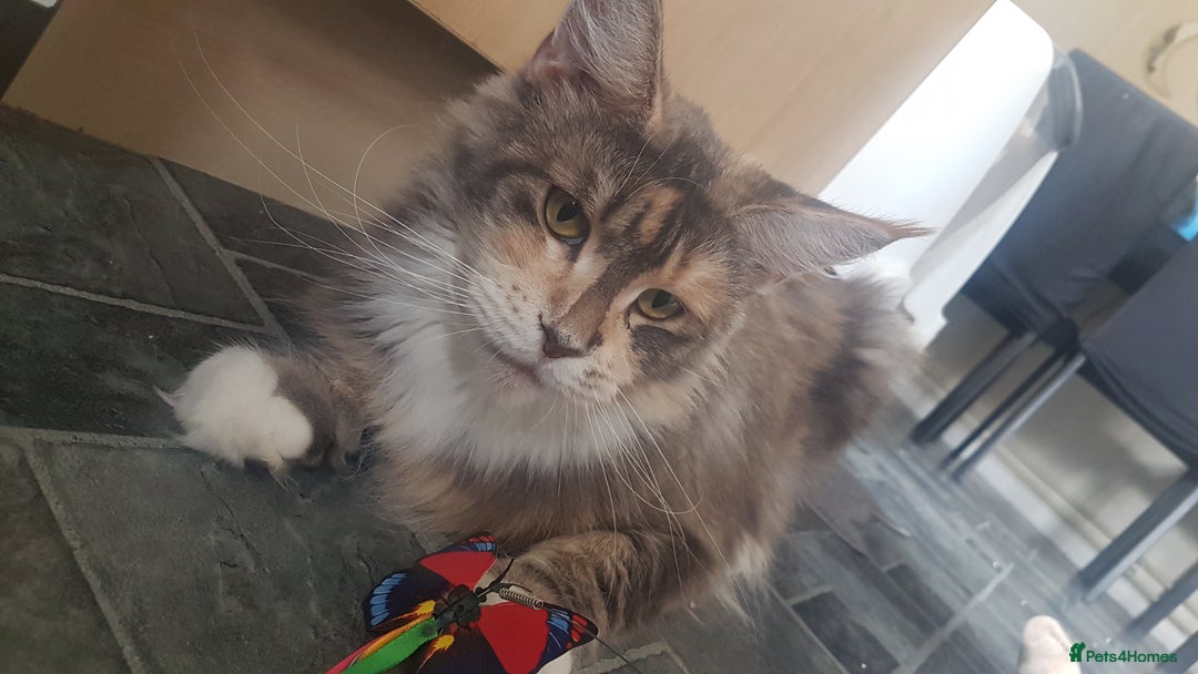 Maine Coon cats for sale: Tica Pedigree Blue Tortoishell Female Maine Coon  - Image 3