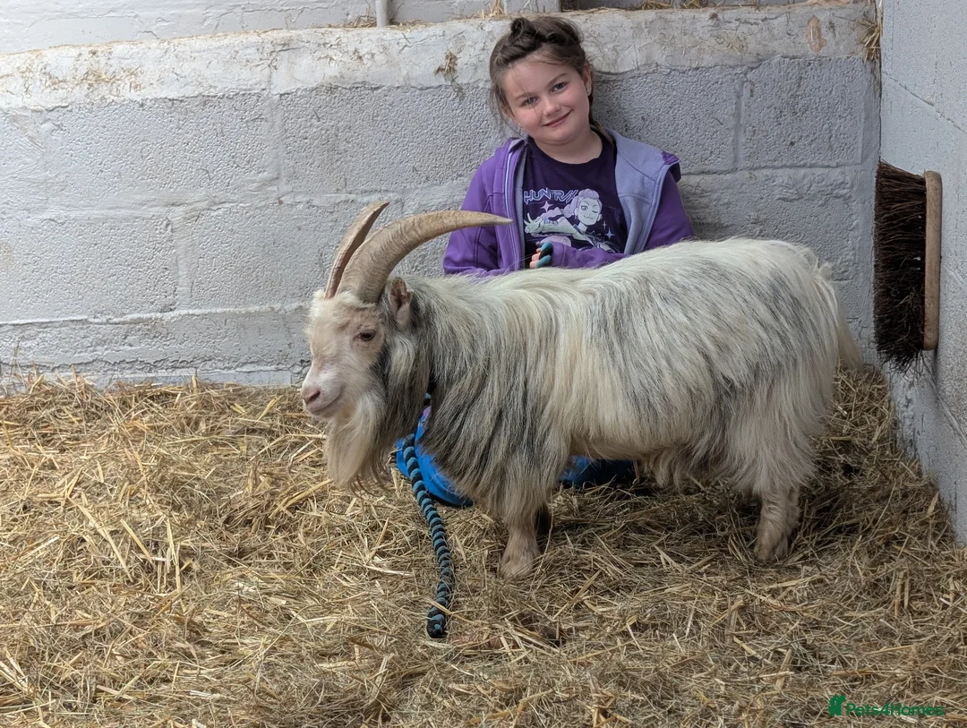 Goats livestock for sale: Registered pedigree pygmy billy goat in Kidderminster - Advert 2