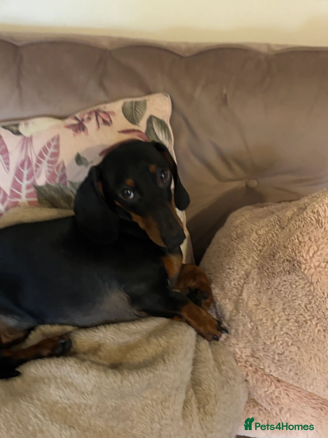 Dachshund dogs for sale: Male dautchund puppy  - Advert 4