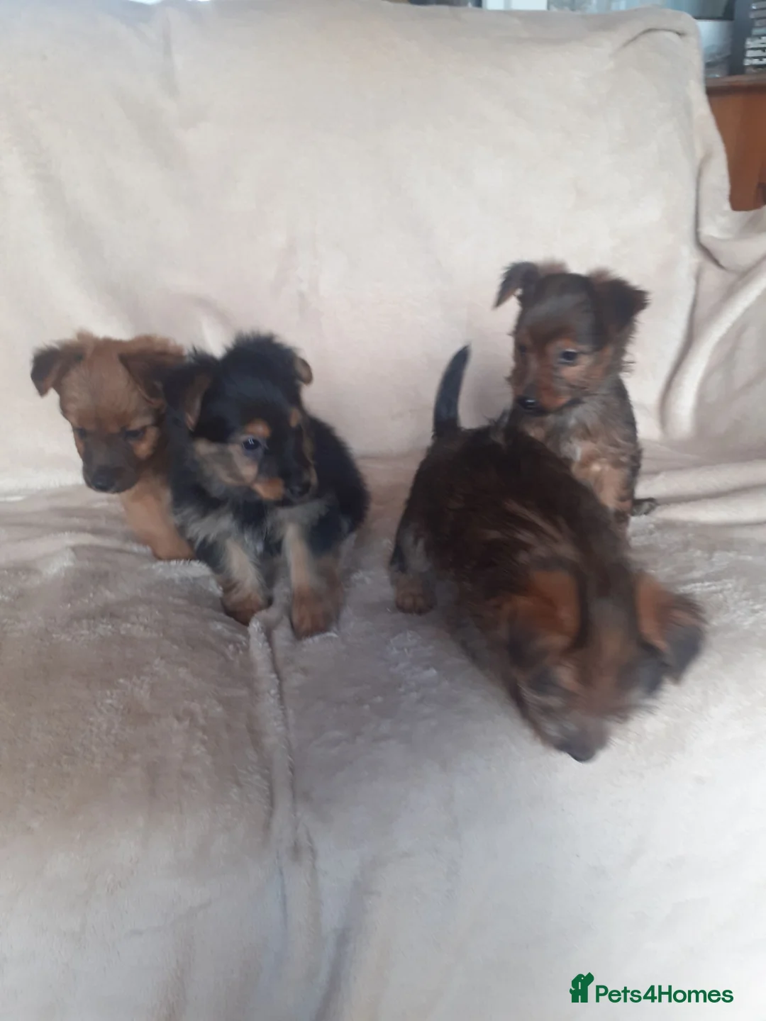 Yorkshire Terrier dogs for sale: Yorkie terrier x - Advert 2