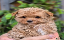 Maltipoo dogs for sale: 🐶Rare Asian/Korean Tiny Maltipoo Puppies🐶 - Image 9