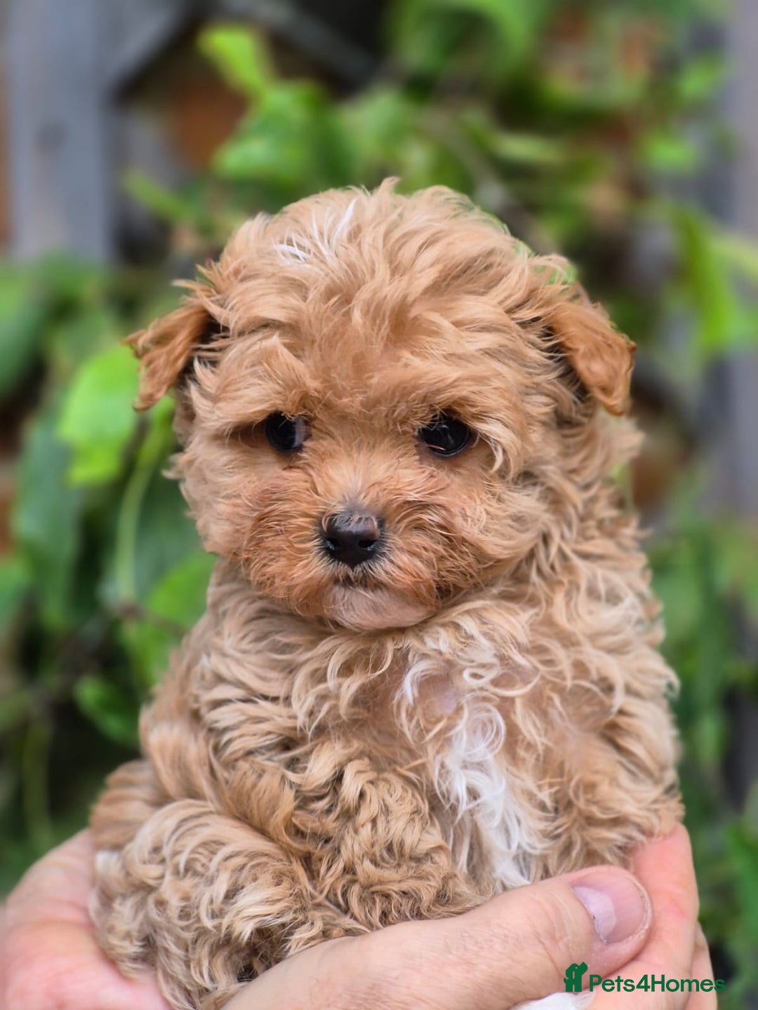 Maltipoo dogs for sale: 🐶Rare Asian/Korean Tiny Maltipoo Puppies🐶 - Image 9