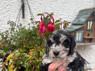 Cockapoo dogs F1B Cockapoos - Advert 2