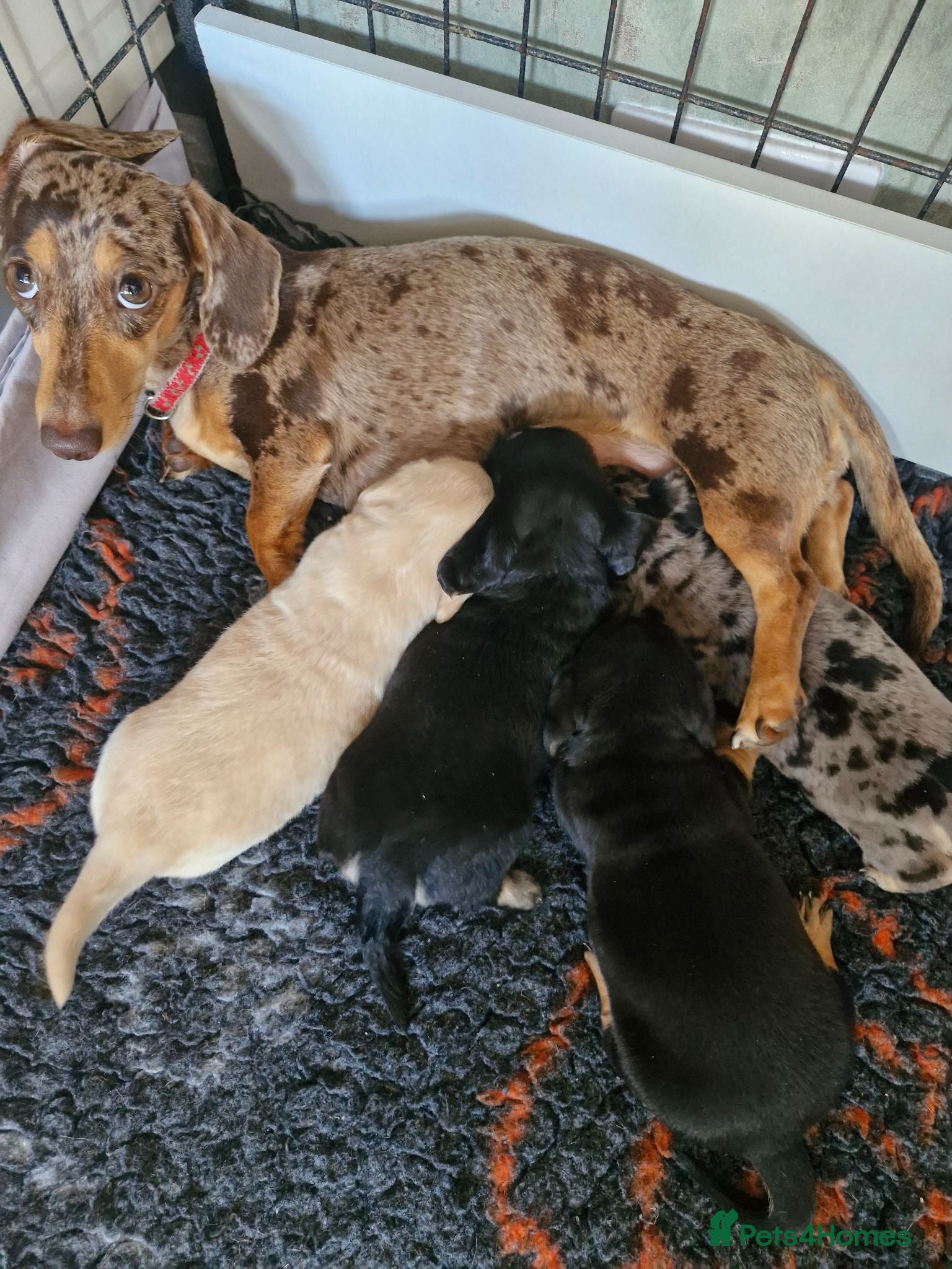 Dachshund dogs Beautiful KC Registered Dachshund puppies  - Advert 8