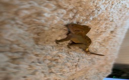 Gecko reptiles for sale: Crested gecko with enclosure  - Image 3