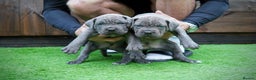 Cane Corso dogs for sale: ICCF Registered Cane Corsos  - Advert 13
