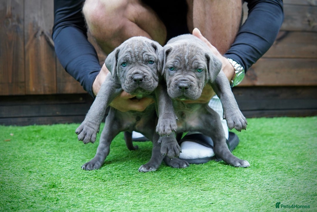 Cane Corso dogs for sale: ICCF Registered Cane Corsos  - Advert 13