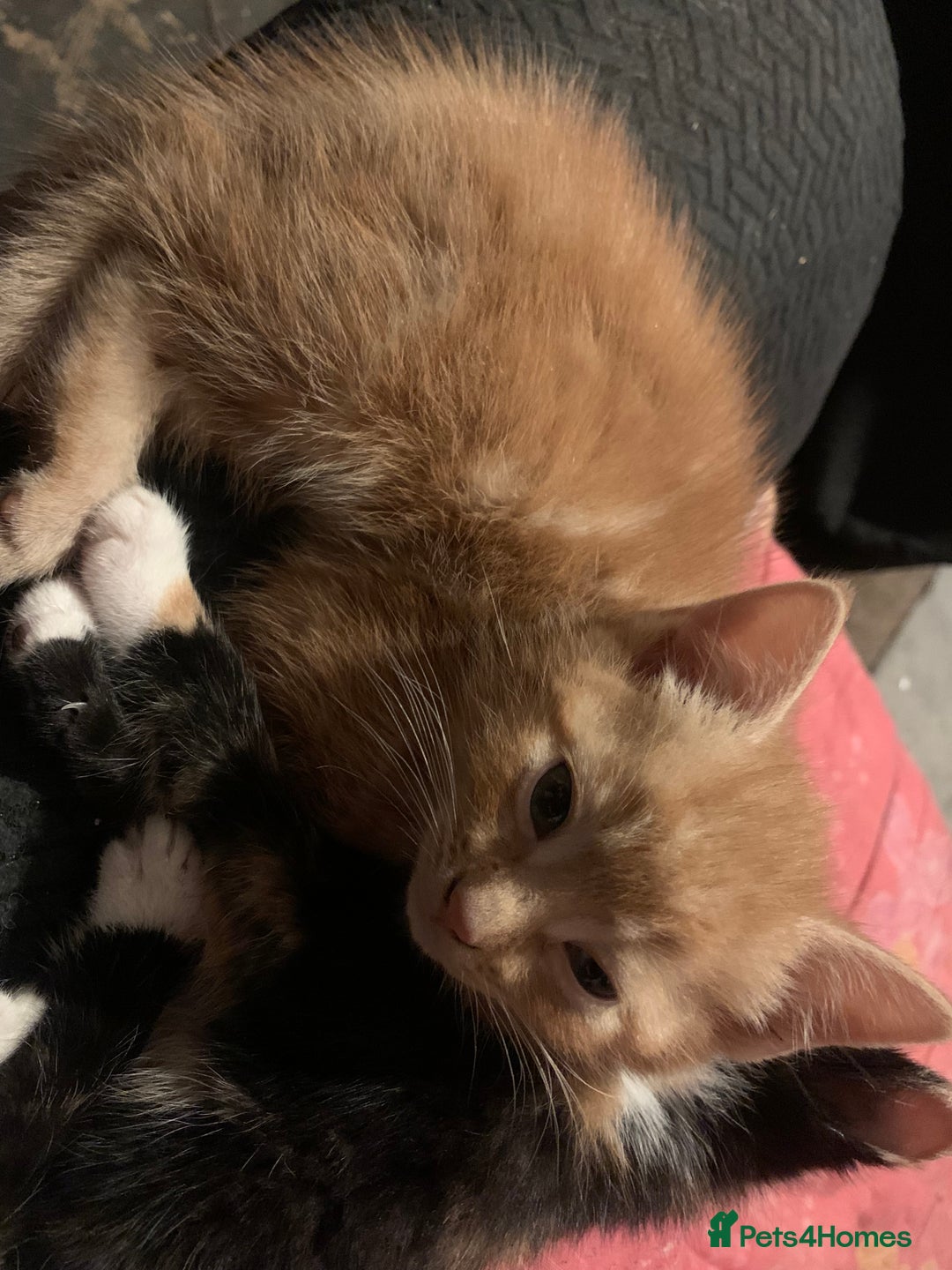 Mixed Breed cats for sale: 4 Kittens for sale  - Advert 5
