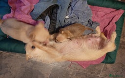 Mixed Breed dogs for sale: Male Chihuahua puppies for sale - Advert 7