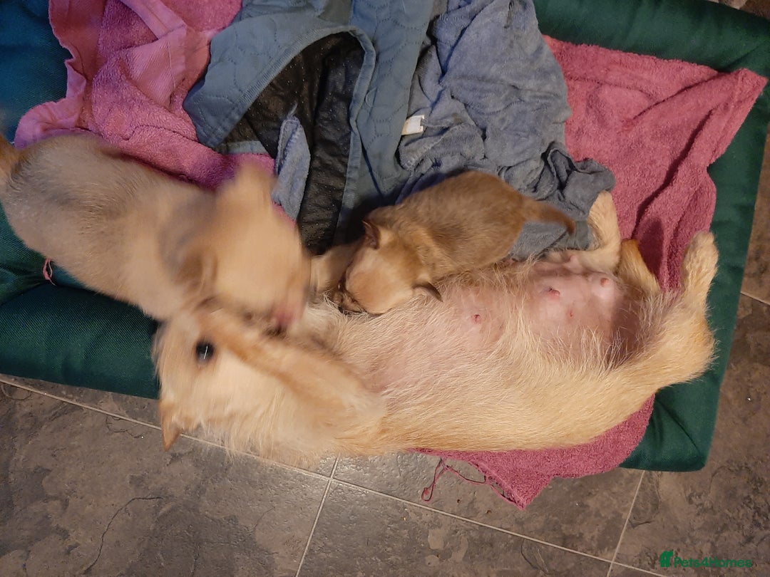 Mixed Breed dogs for sale: Male Chihuahua puppies for sale - Advert 7