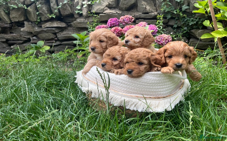 Cockapoo dogs - Advert 3