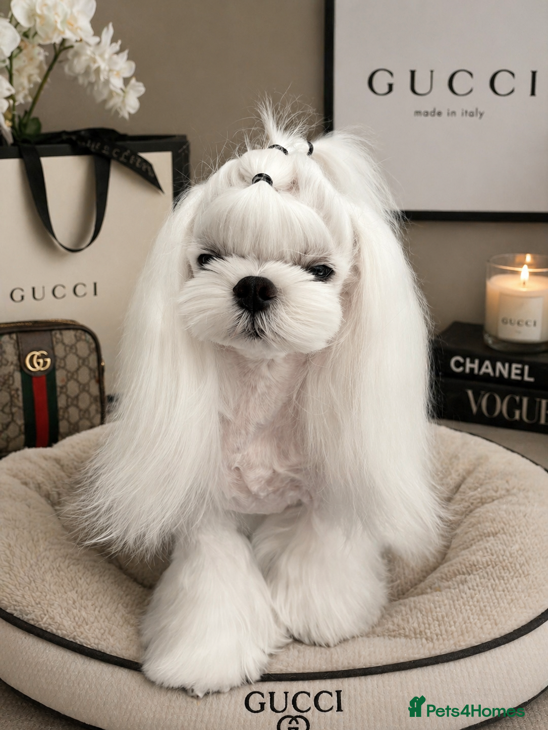 Maltese dogs 🖤KC DNA health tested Tiny Korean Maltese boy🖤  - Advert 8